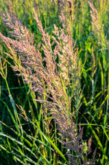 Calamagrostis epigejos grows in the wild.