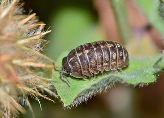 Sow bug on a leaf in ground foliage in Houston, TX. Common arthropod that has many names is found worldwide.