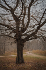 Fototapeta na wymiar View of bare tree in Midwestern park on cloudy and foggy day in late fall; dry grass in background; dry grass in background