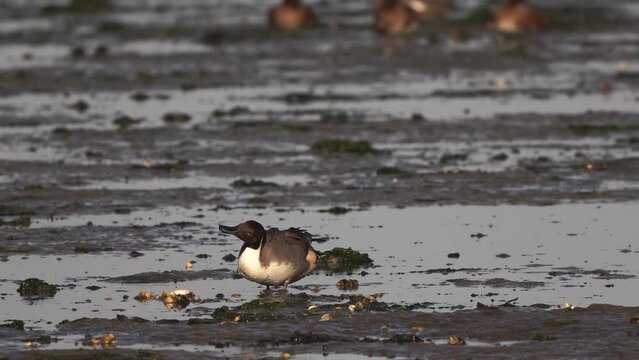  One male pintail or northern pintail (Anas acuta) drinking water on a mudbank