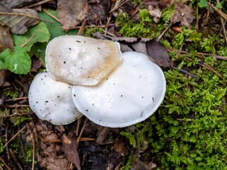 White mushrooms in the wild, Slovenia