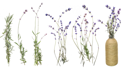 Beautiful lavender with green leaf on transparent background. Collection violet lavender wreath with green leaf isolated on transparent background. Bunch flower. Lavender close up. 