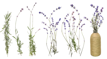 Foto op Canvas Beautiful lavender with green leaf on transparent background. Collection violet lavender wreath with green leaf isolated on transparent background. Bunch flower. Lavender close up.  © Vlada