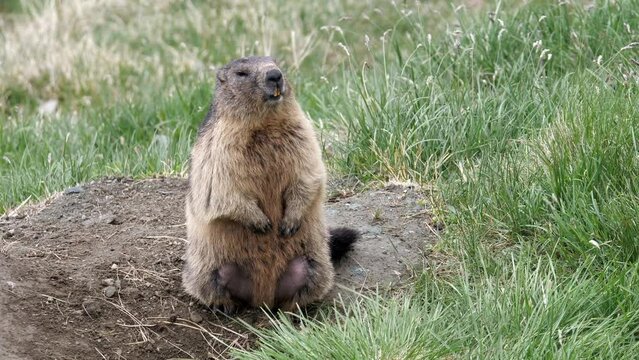 ein murmeltier vor seinem bau in den alpen von &ouml;sterreich, mehrere Szenen, 50 fps, marmota marmota