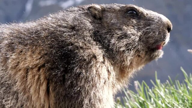 Portr&auml;t eines Murmeltiers in den &ouml;sterreichischen Alpen, mehrere Szenen, 50 fps, marmota marmota