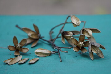 Seeds of Cedrela odorata is a commercially important species of tree in the chinaberry family,...