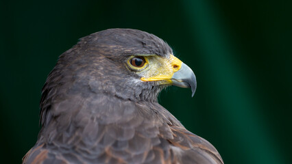 Harris hawk (Parabuteo unicinctus) portrait isolated on dark green background with copy space