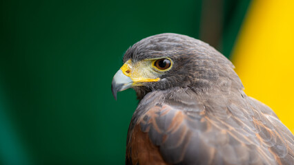 A selective focus on the Harris hawk, a wild bird with a yellow beak