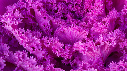 Close-up of ornamental kale with ruffled purple leaves. Lavender color of brassica oleracea....