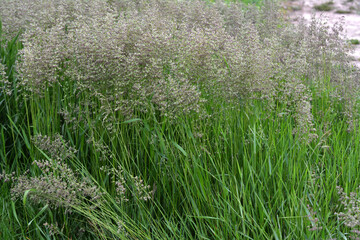 Poa grows in the meadow among wild grasses.