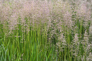 Poa grows in the meadow among wild grasses.