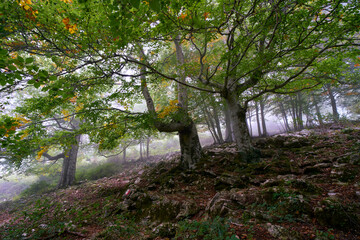 Woodland scene at Monte Semprevisa, Monti Lepini Natural Regional Park, Italy
