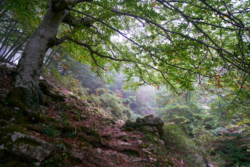 Woodland scene at Monte Semprevisa, Monti Lepini Natural Regional Park, Italy
