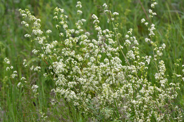 Fototapeta premium Galium grows in nature