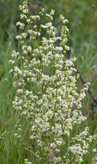 Galium grows in nature