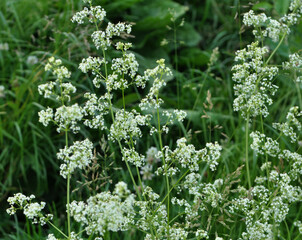 Galium grows in nature