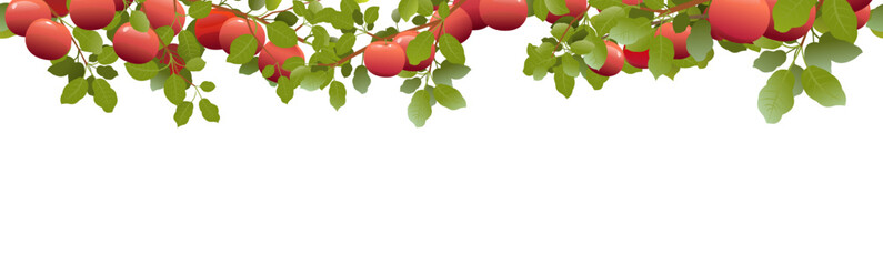 Tree branches apples with ripe fruits on top of picture frame. Garden plant with edible harvest. Branch with foliage and leaves. Seamless composition. Isolated on white background. Vector