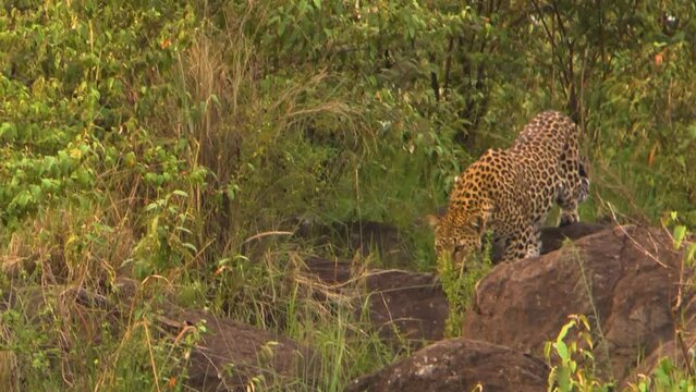 African leopard walking cautiously down a rocky hill and looking for prey