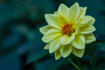 Close up of yellow Dahlia