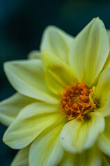 Close up of yellow Dahlia