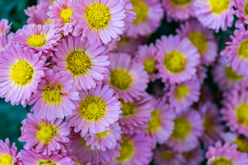 Autumnal chrysanthemum flower  in the garden