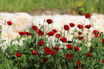 Anemone blooms in a clearing in a city park.