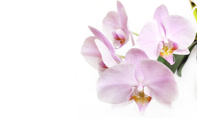 Obraz na płótnie Canvas Gentle background banner. Pink orchid flowers close-up on a white background. Space for text