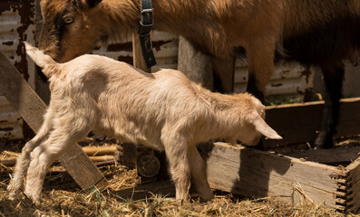 Alpine Goat Dairy Animal. Motherhood, the relationship between a mother and a newborn baby goat.