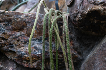 Cacti growing over natural stone; beautiful cactus display at botanical garden