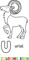 Urial or ram. Animals ABC coloring book for kids