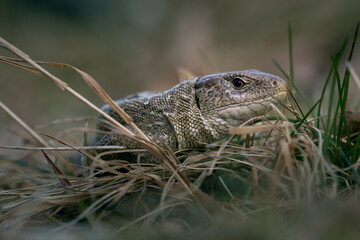 Female Lacerta Agilis Sand Lizard Reptile Animal Macro Close-up Portrait