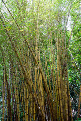Bamboo tree landscape in rainforest, Malaysia - 545491340