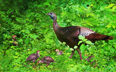 Female Turkey and her young chicks, known as poults, look for food in our woods here in Windsor in Upstate NY.