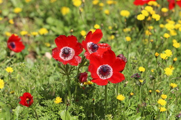 Obraz premium Anemone blooms in a clearing in a city park.