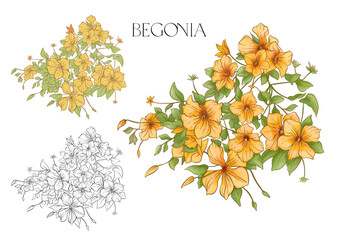 Begonia. Set of flowers and leaves. Isolated vector illustration.