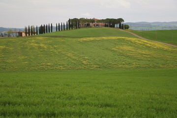 Obraz premium Green Tuscany landscape in spring, Italy