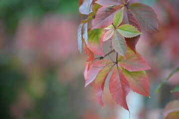 close-up of a beautiful 
wild grape leaves branch in bright autumn colors on blurred background, floral nature concept for fall season holidays  red leaves of wild grapes on a green wall background