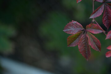 
background of leaves of red wild grapes carved ornament on the background of a green painted fence from the grid close-up, burgundy leaves of autumn landscape, beautiful red-green background texture 