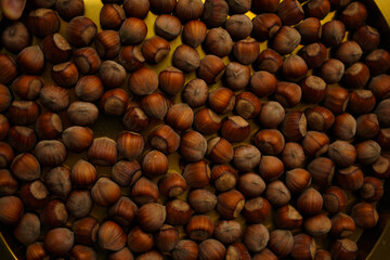 Dark photo, group of raw unshelled hazelnuts, top view