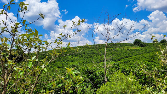 Coffee Plantation On A Rural Property In Brazil