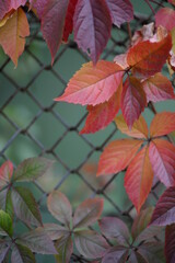 
background of leaves of red wild grapes carved ornament on the background of a green painted fence from the grid close-up, burgundy leaves of autumn landscape, beautiful red-green background texture 