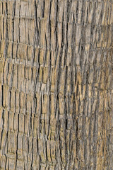 The texture of the bark of a palm tree as a background. Tree bark used as a decorative design element