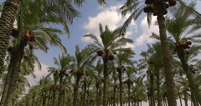 Aerial view of Date palm trees with clusters of ready for harvest Red Dates