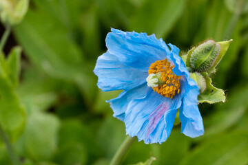 Himalayan blue poppy