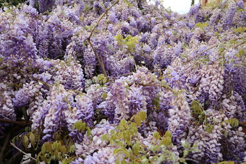 Wisteria flowers purple in spring, Italy