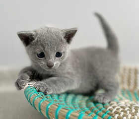 kitten russian blue