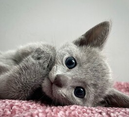 kitten on a  blanket