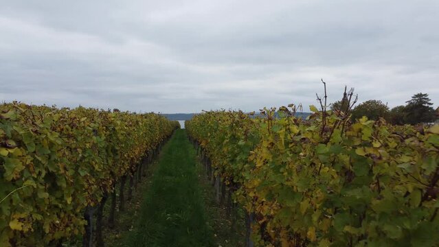 Lokaler Weinanbau im Herbst in der Schweiz