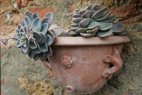 Echeverie Fabiola in a flower pot