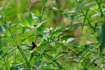 Bee beetles, Bombus vertalis, Hymenoptera, Apidae circle yellow flowers to obtain nectar as their...